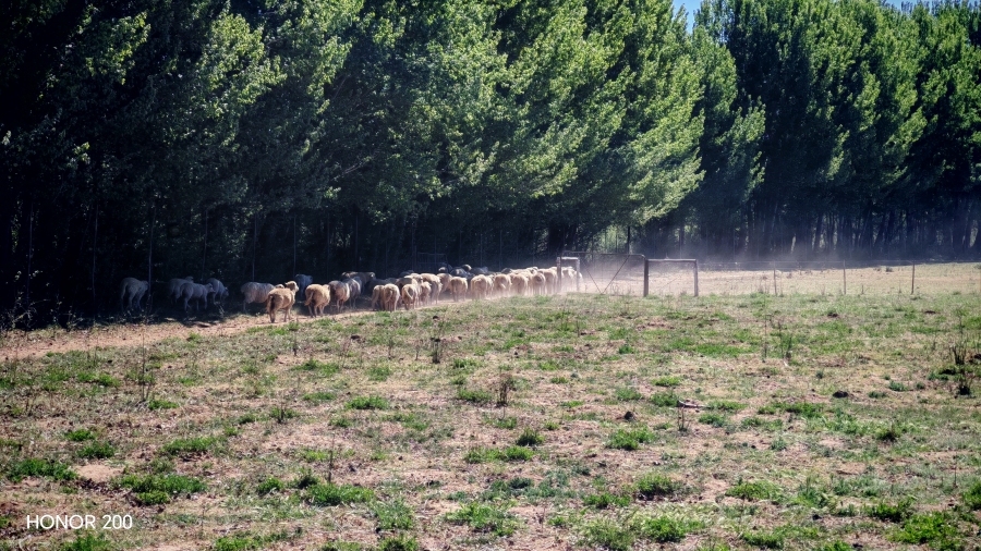 4 Bedroom Property for Sale in Middelburg Rural Eastern Cape